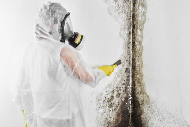 Best Residential Mold Removal  in Oxford, AL