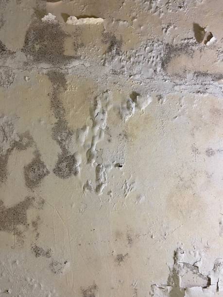 Best Mold Remediation  in Oxford, AL